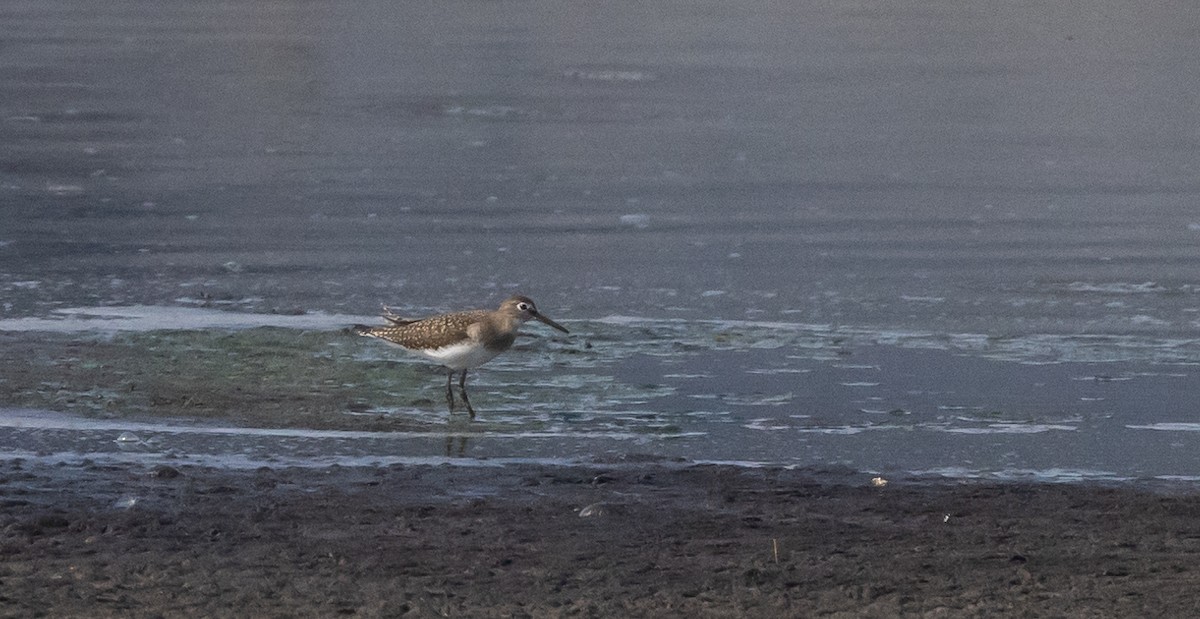 Solitary Sandpiper - ML623265679