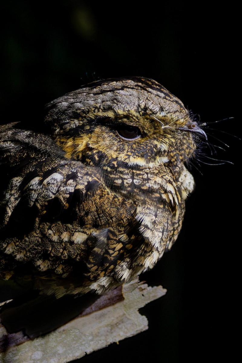 Eastern Whip-poor-will - Lucas Pittman