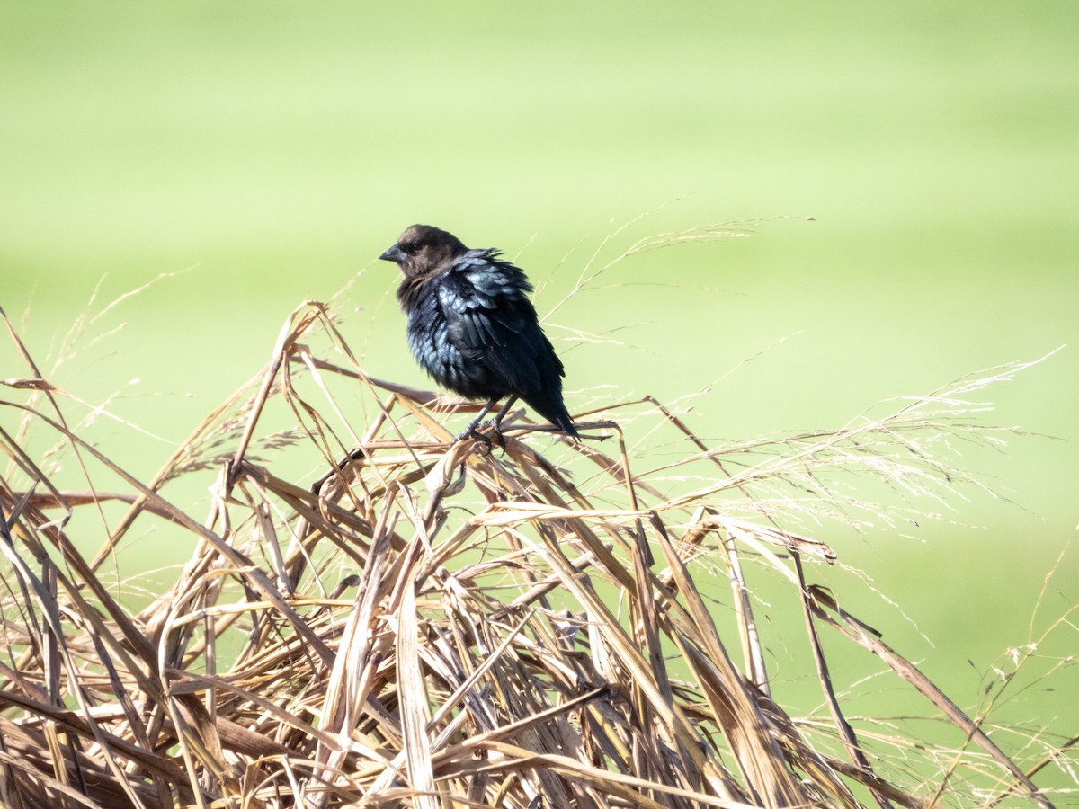 Brown-headed Cowbird - ML623265681