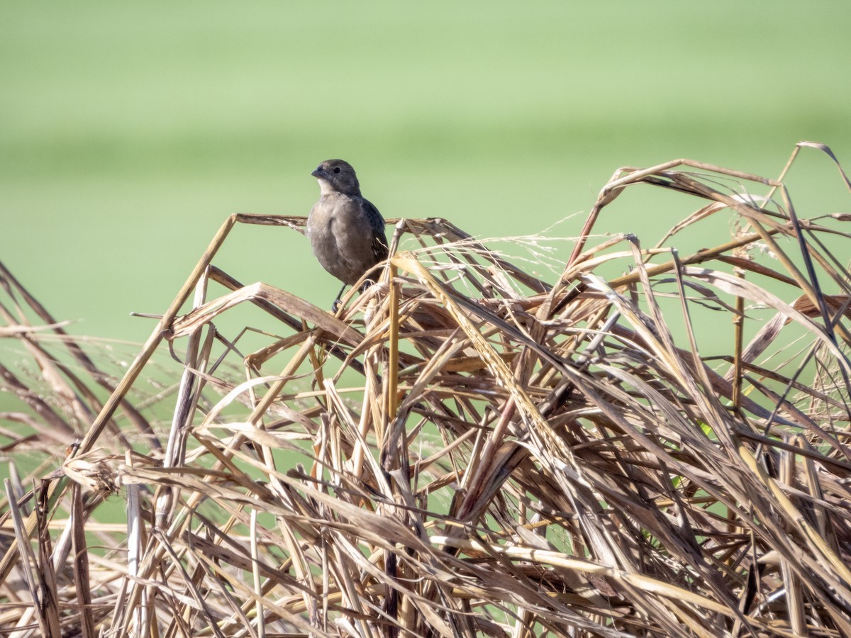 Brown-headed Cowbird - ML623265682