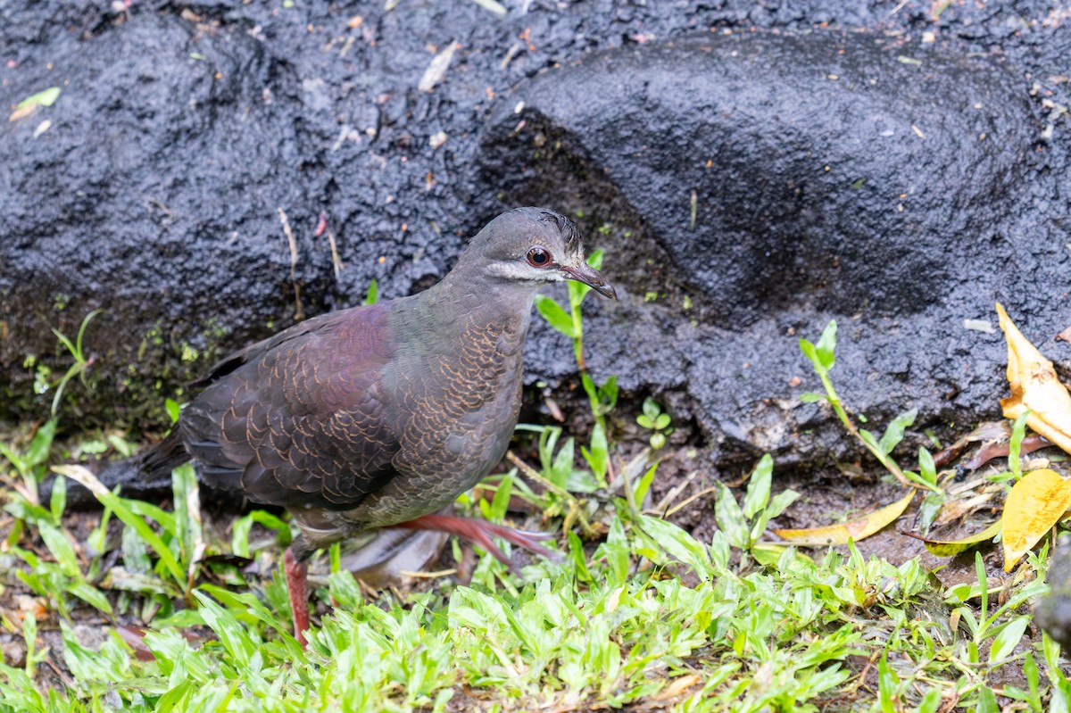 Purplish-backed Quail-Dove - ML623265683