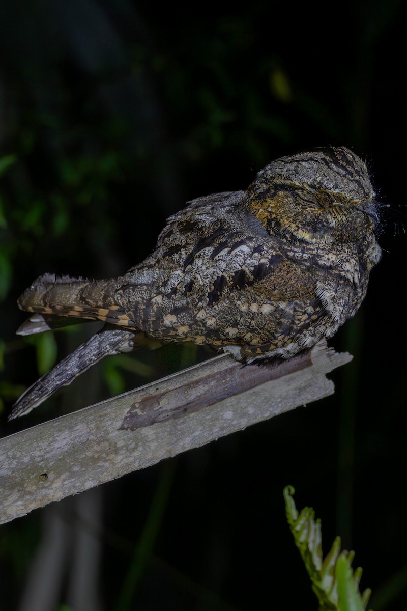 Eastern Whip-poor-will - Lucas Pittman