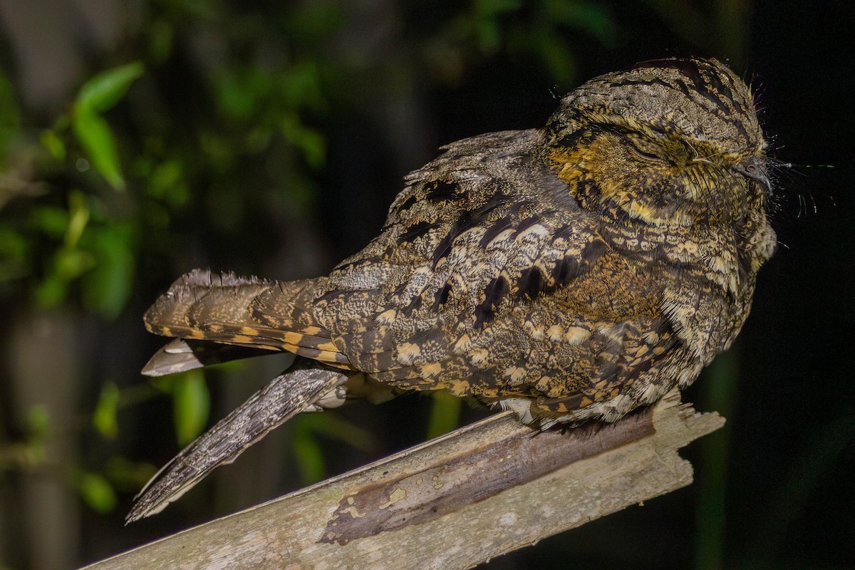 Eastern Whip-poor-will - Lucas Pittman