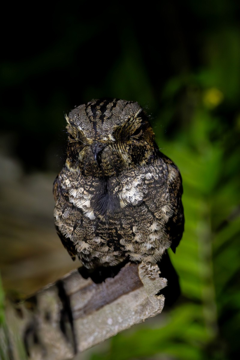 Eastern Whip-poor-will - Lucas Pittman