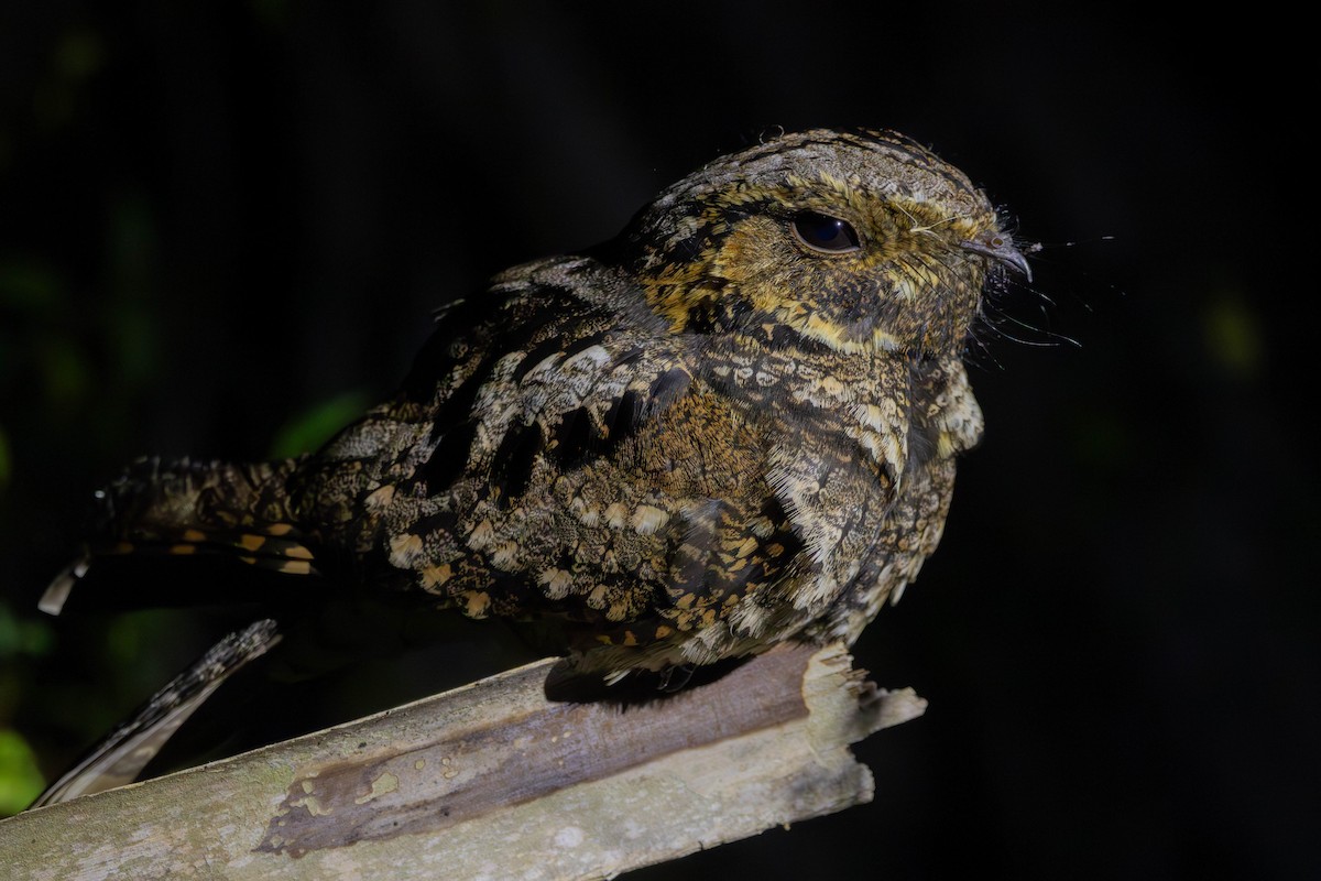 Eastern Whip-poor-will - Lucas Pittman