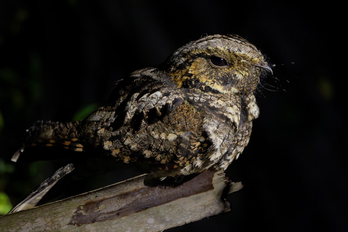 Eastern Whip-poor-will - Lucas Pittman