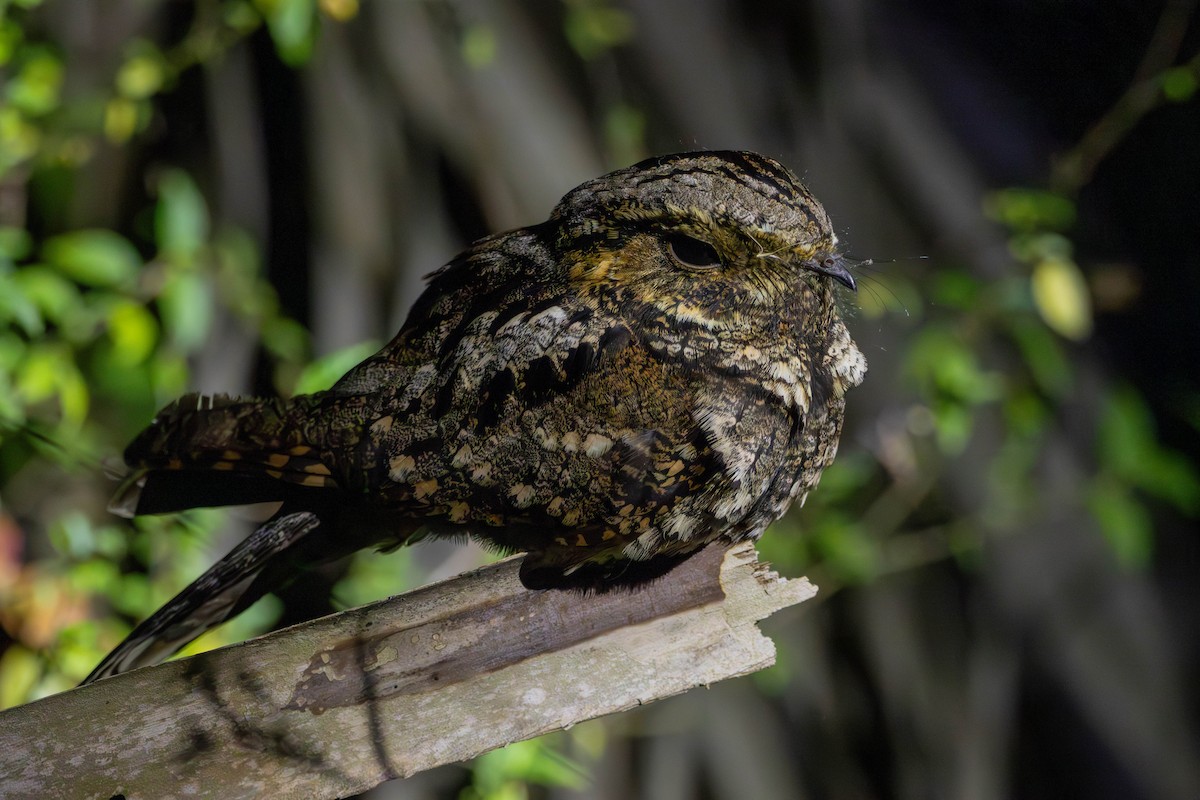 Eastern Whip-poor-will - Lucas Pittman