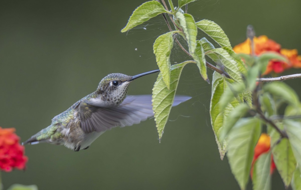 Ruby-throated Hummingbird - Ed Wransky