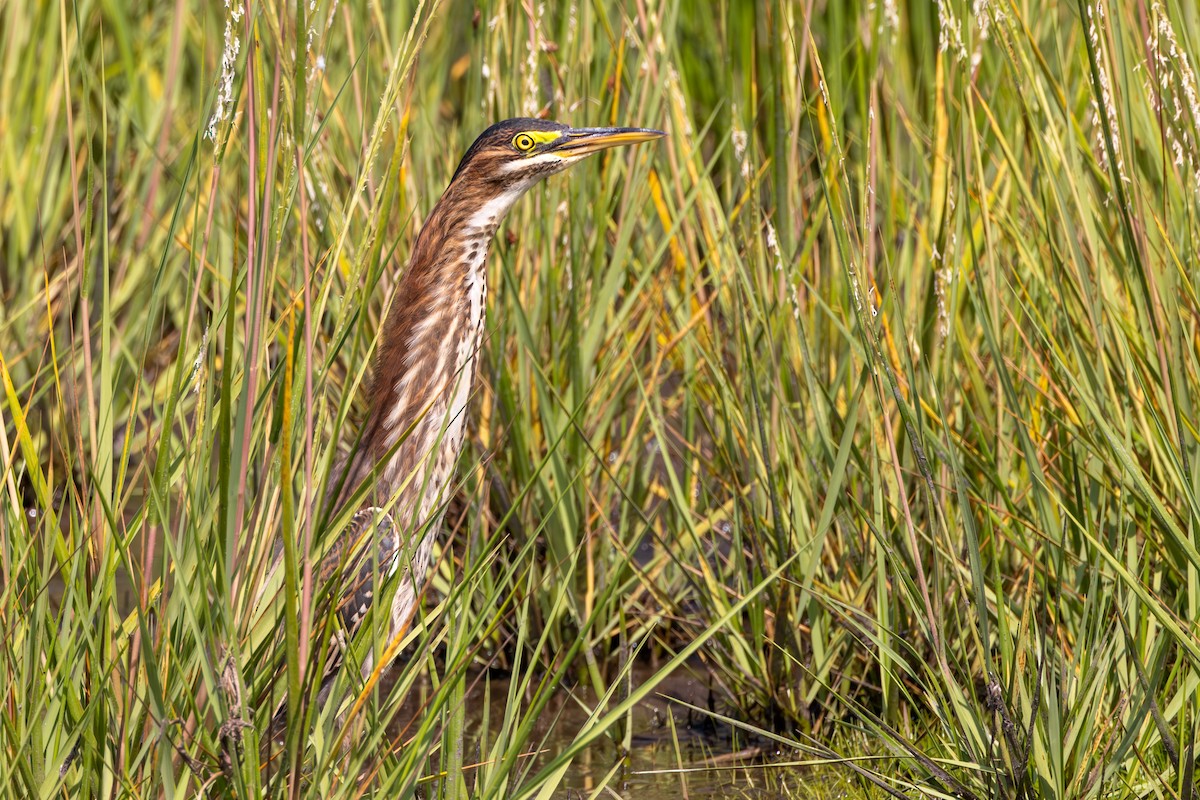 Green Heron - ML623265749