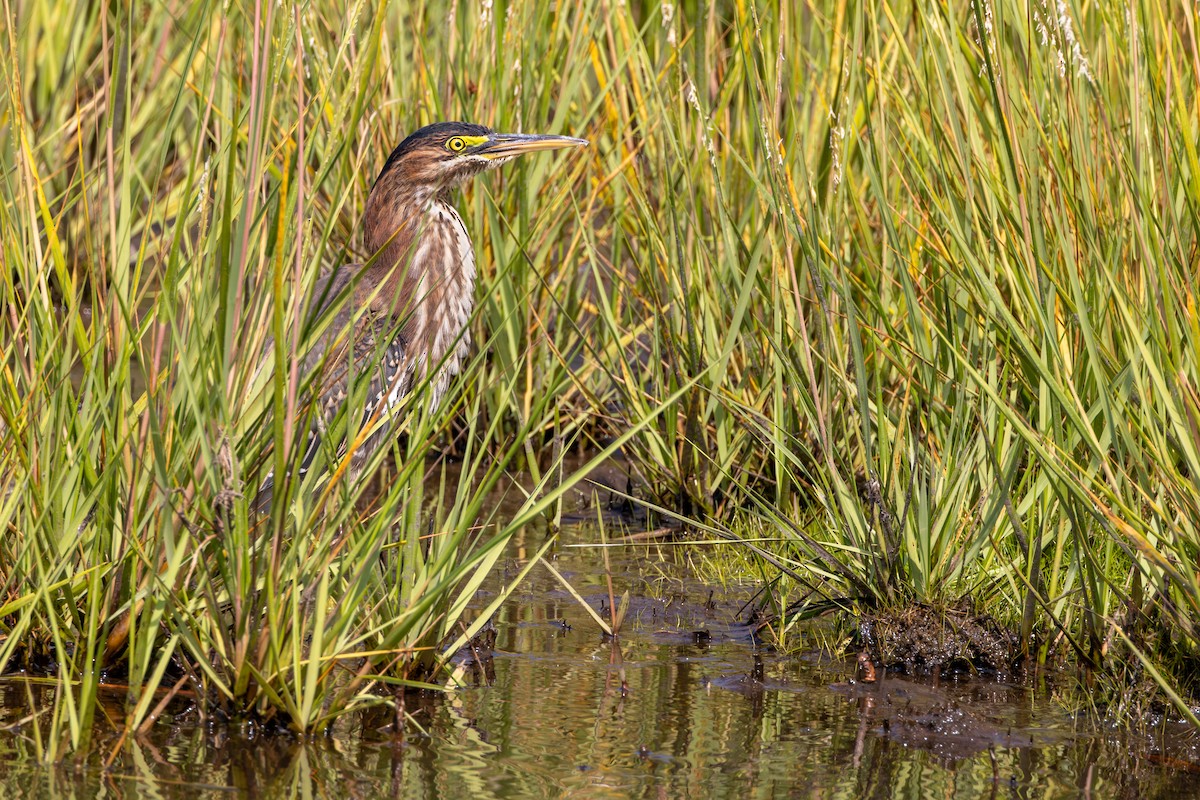 Green Heron - ML623265763