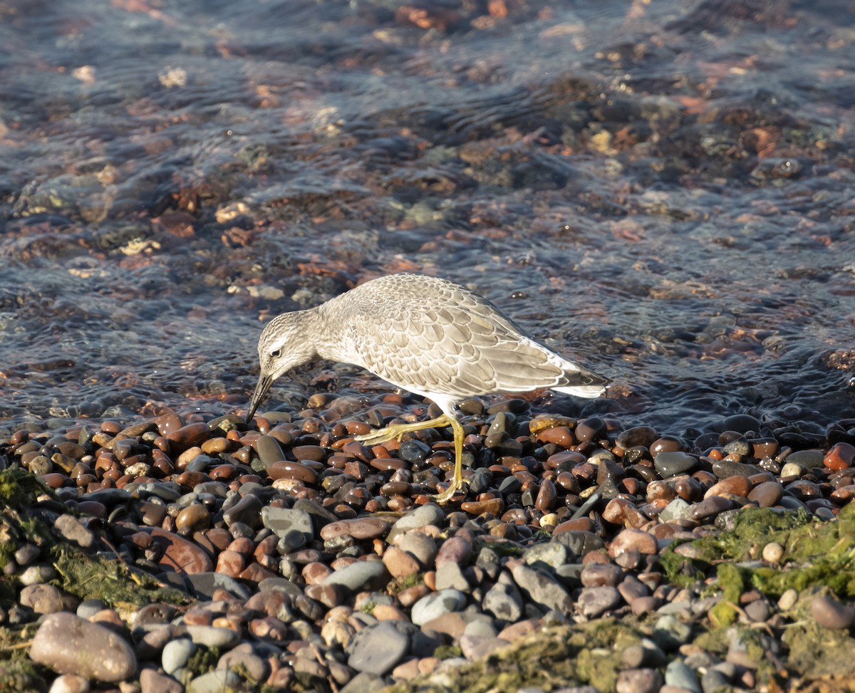 jespák rezavý - ML623265783