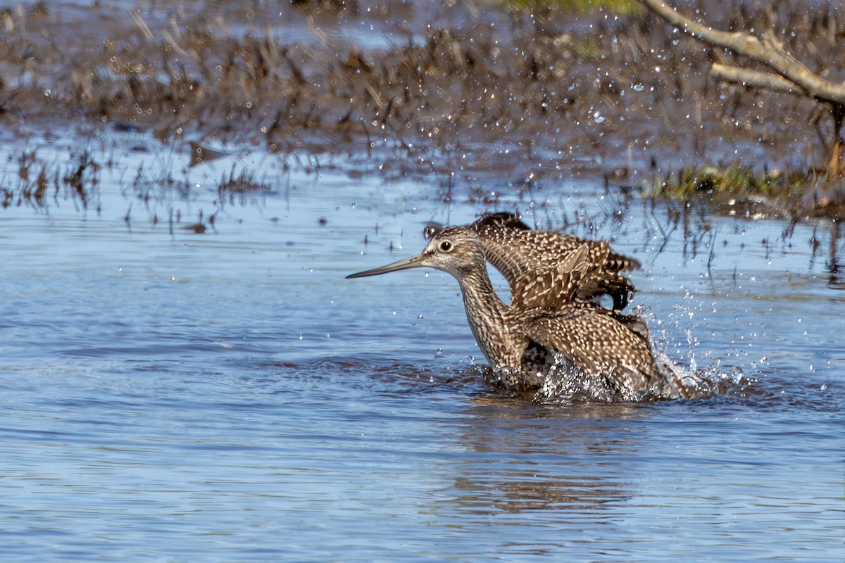 Greater Yellowlegs - ML623265795