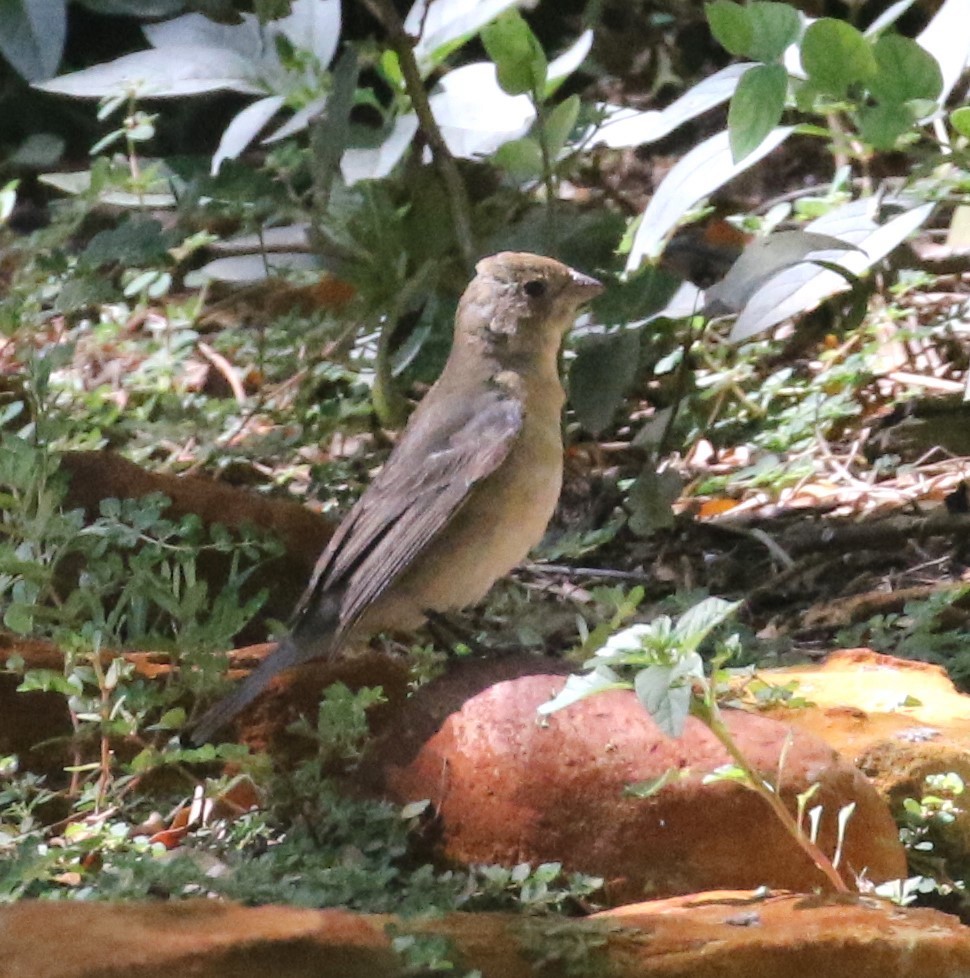 Lazuli Bunting - ML623265967