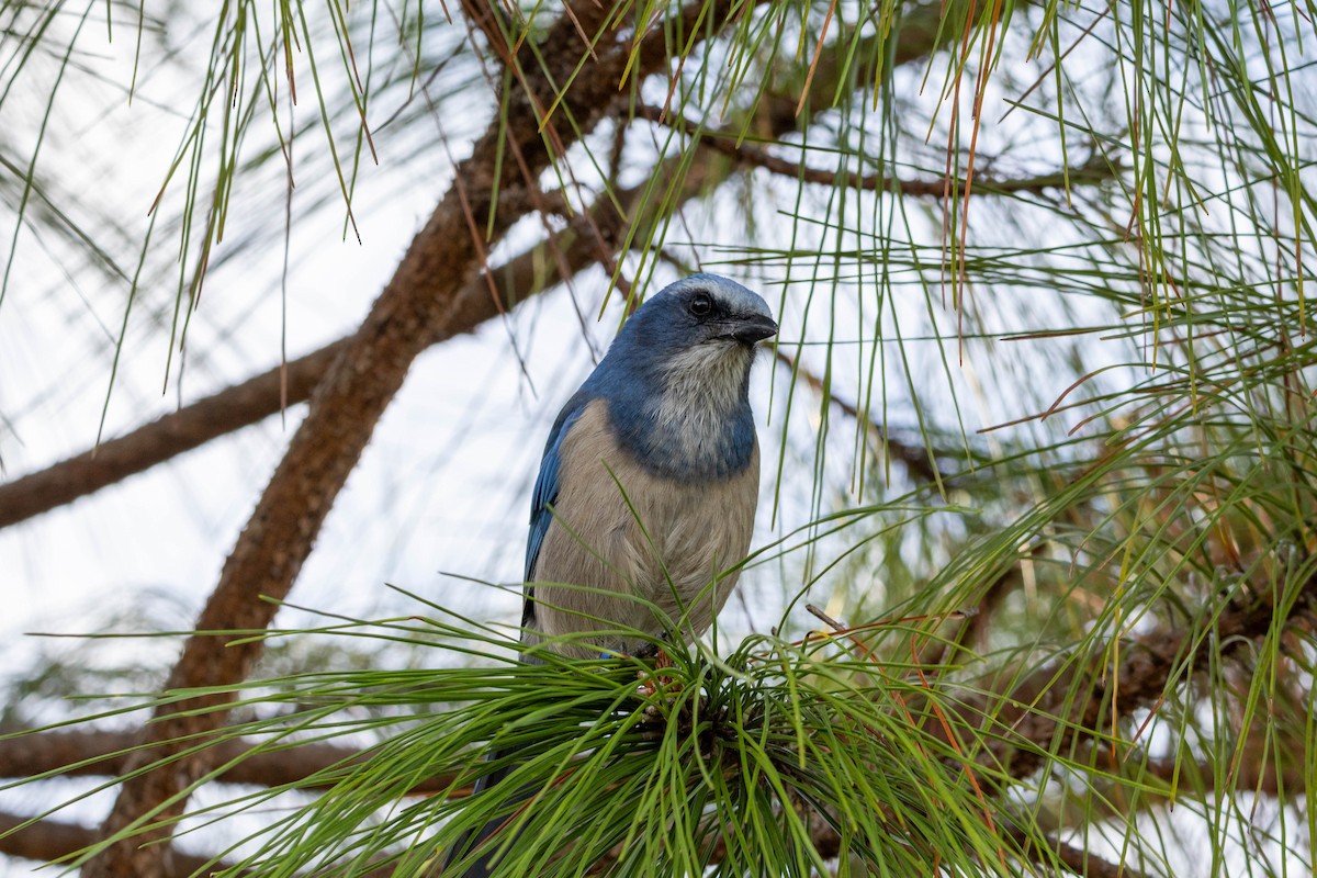 Florida Scrub-Jay - ML623265995