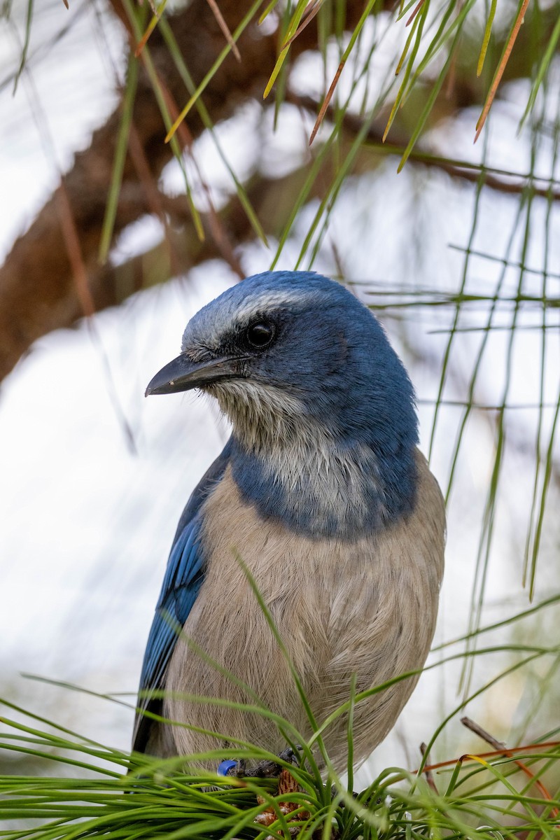 Florida Scrub-Jay - ML623266000