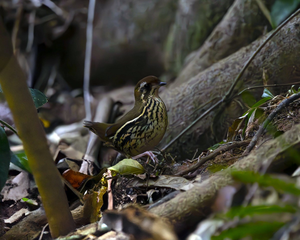 Such's Antthrush - ML623266037