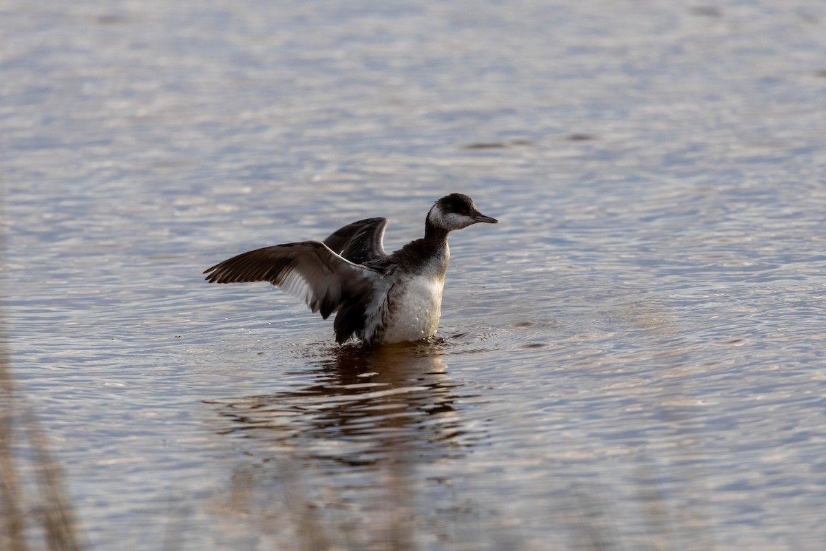 Horned Grebe - Lucas Pittman