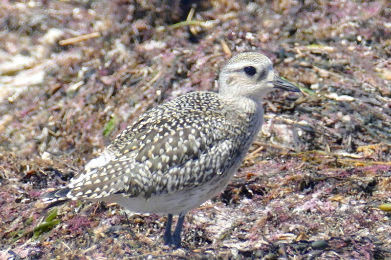 Black-bellied Plover - ML623266183