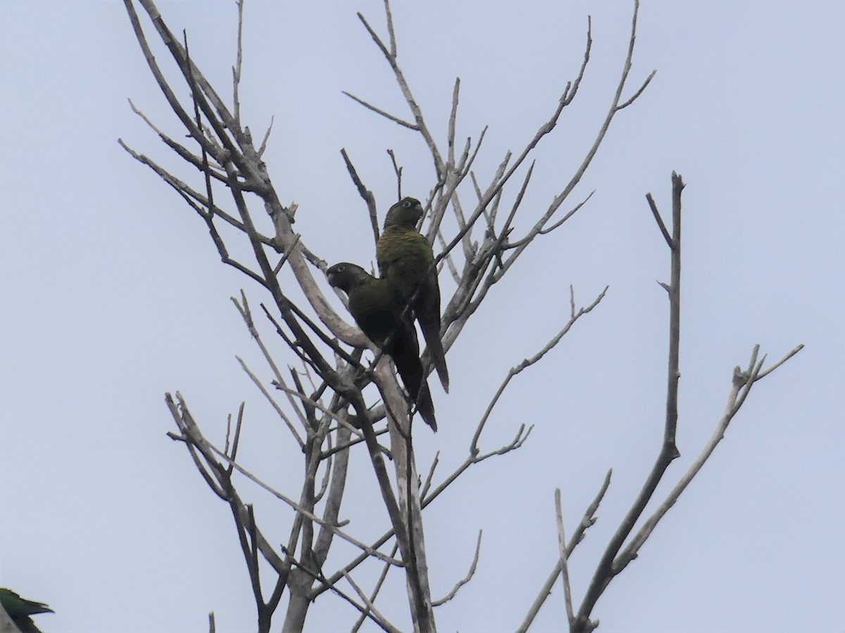 Maroon-bellied Parakeet - ML623266191