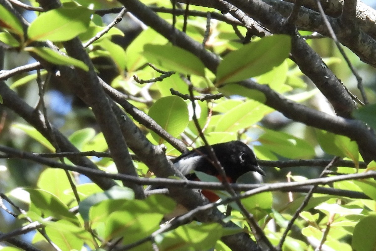 Painted Redstart - ML623266247