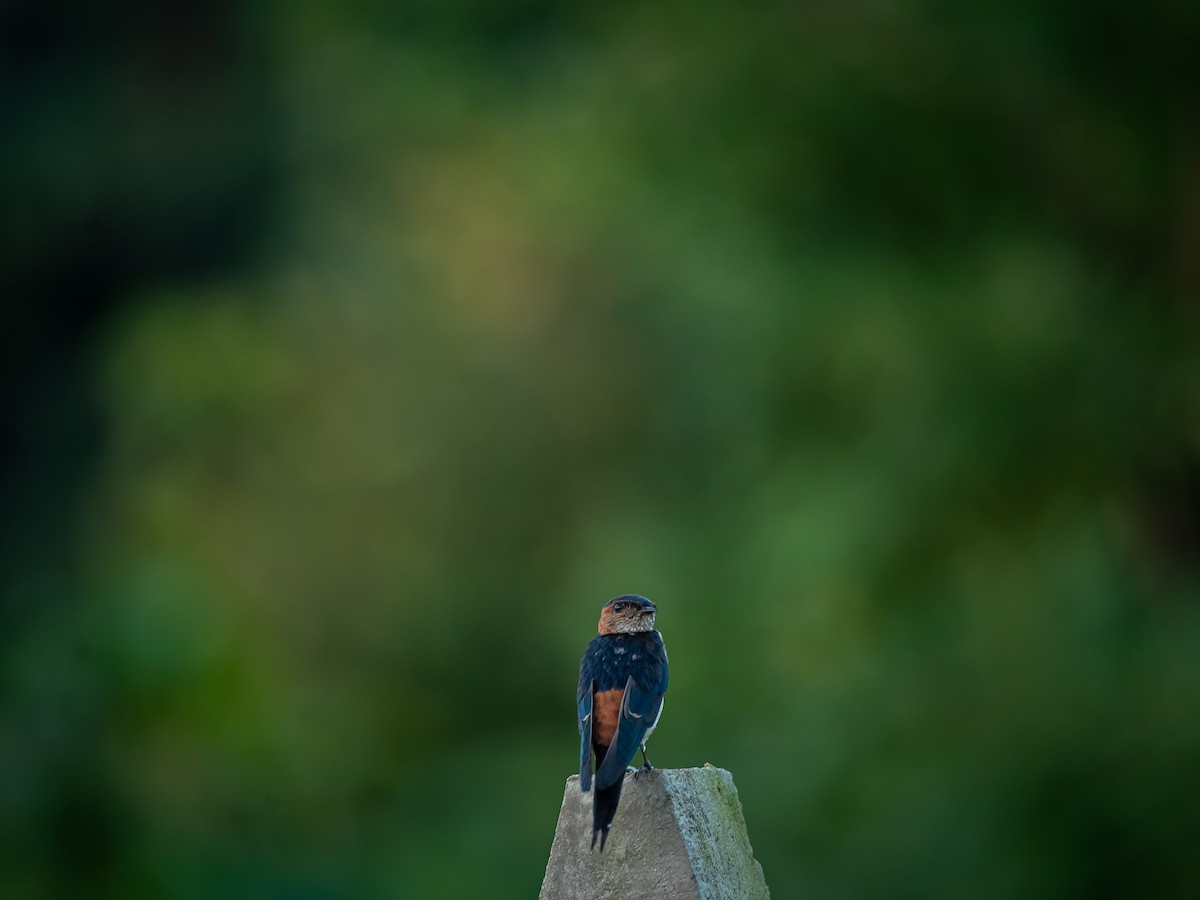 Red-rumped Swallow - Urjit Singh