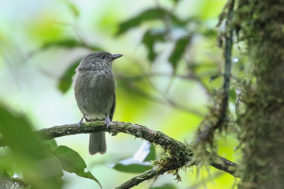 Mottled Berryhunter - ML623266303