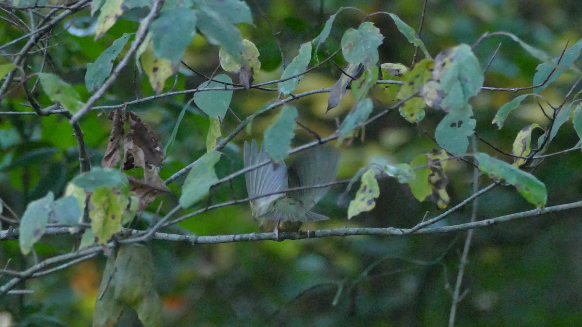 Worm-eating Warbler - ML623266332