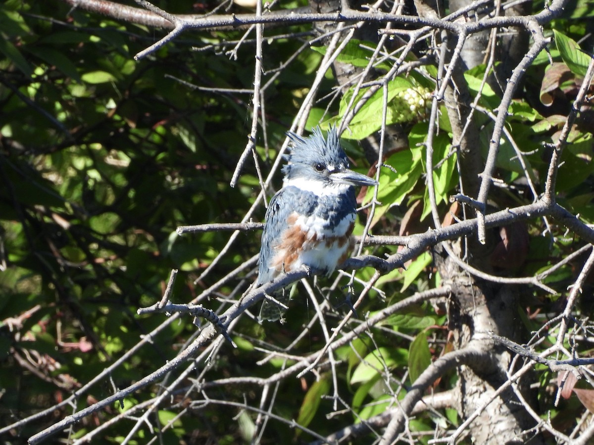 Belted Kingfisher - ML623266333