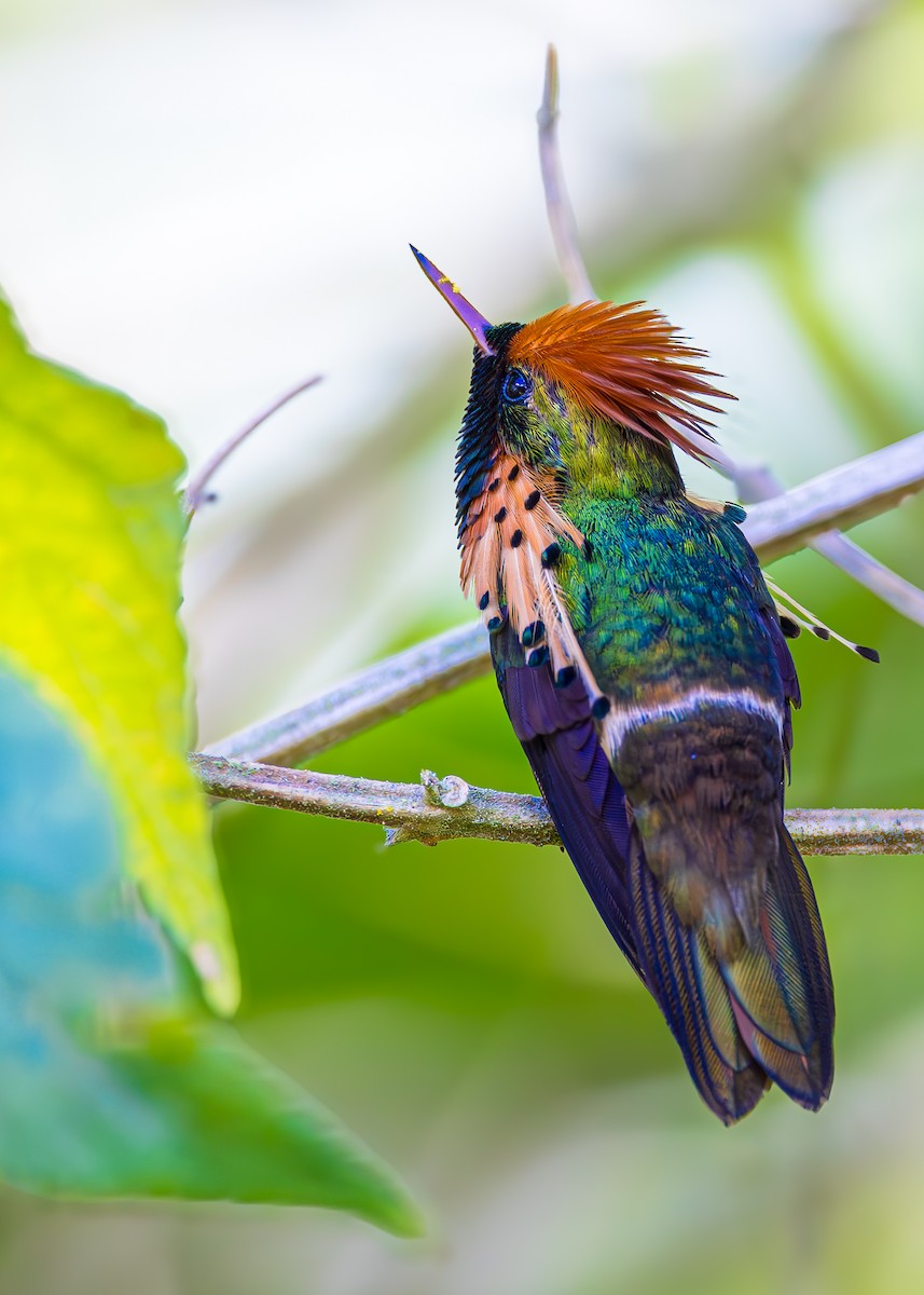 Tufted Coquette - ML623266385