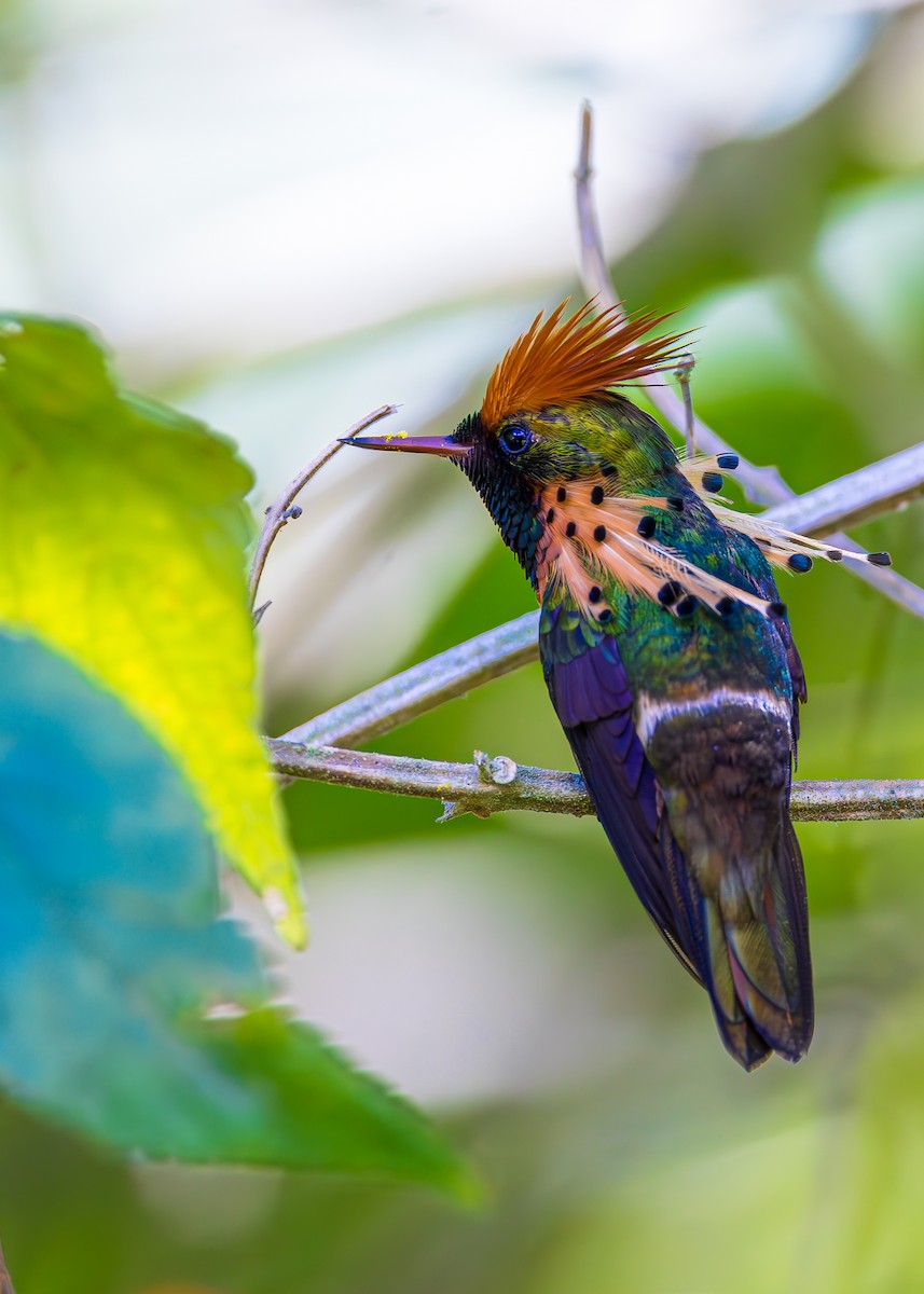 Tufted Coquette - ML623266386