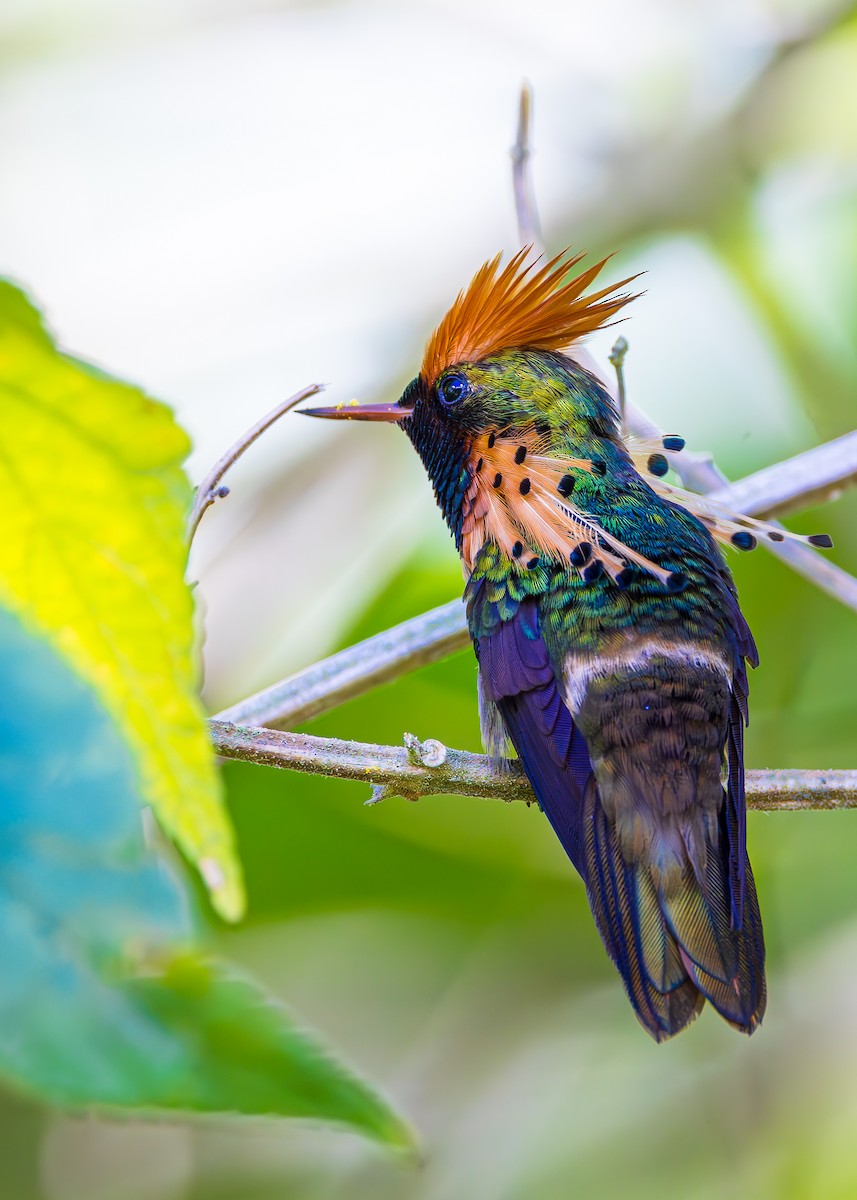 Tufted Coquette - ML623266387