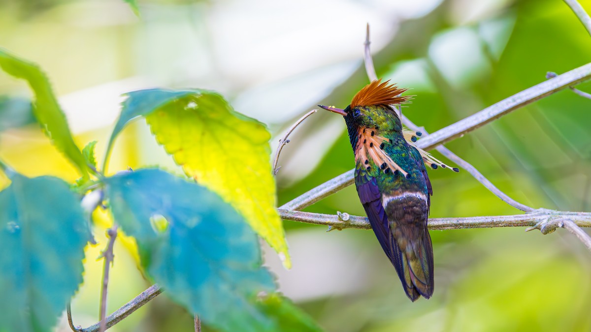 Tufted Coquette - ML623266388