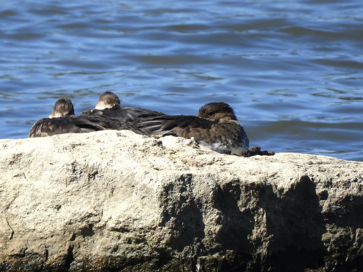 Hooded Merganser - ML623266393