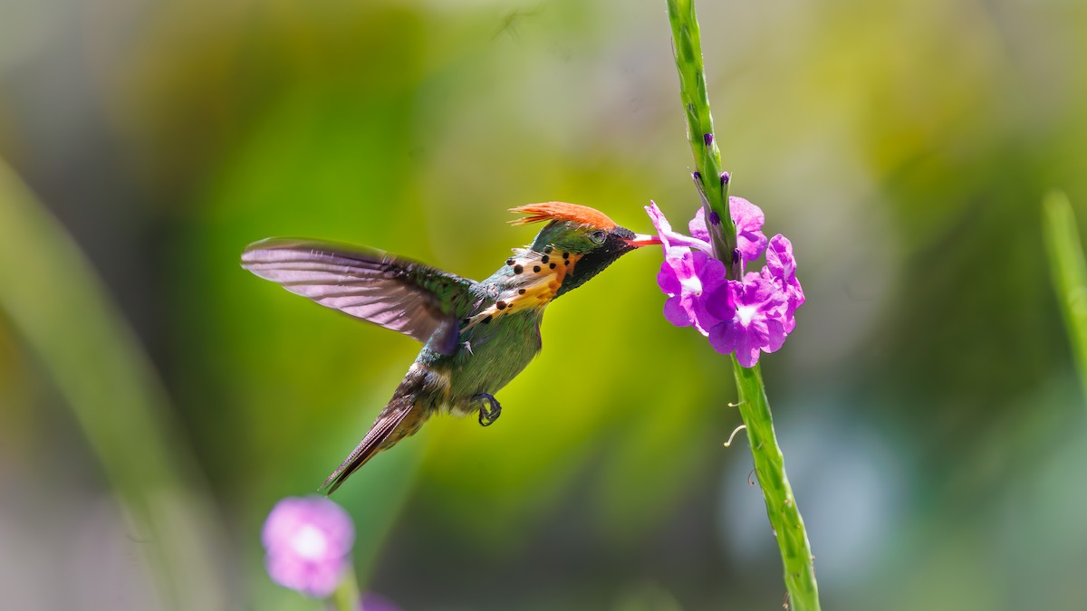 Tufted Coquette - ML623266401