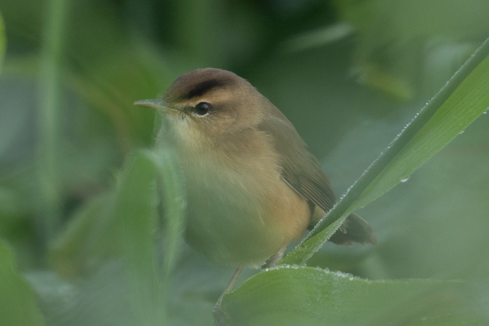 Black-browed Reed Warbler - ML623266461