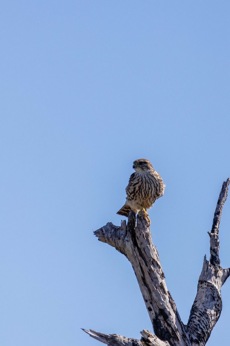 Merlin - Lucas Pittman