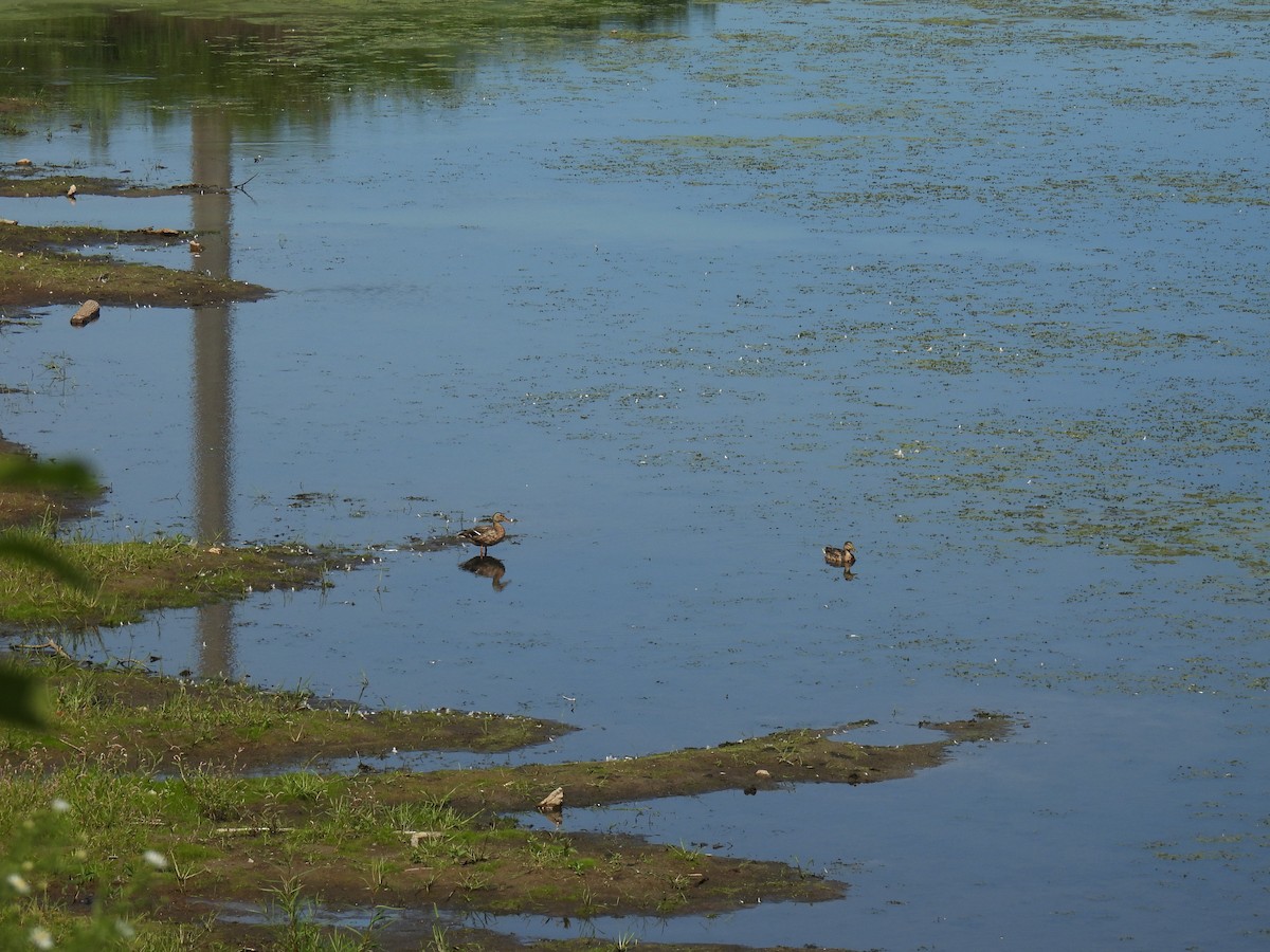 Mallard - Liren Varghese