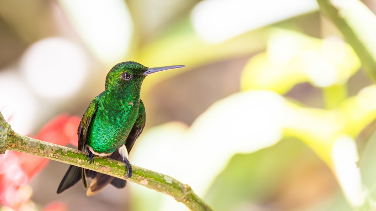 Copper-rumped Hummingbird - ML623266528