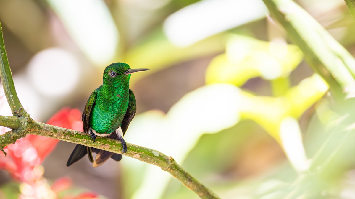 Copper-rumped Hummingbird - ML623266529