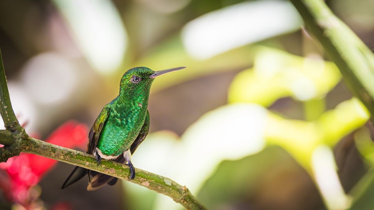 Copper-rumped Hummingbird - ML623266530