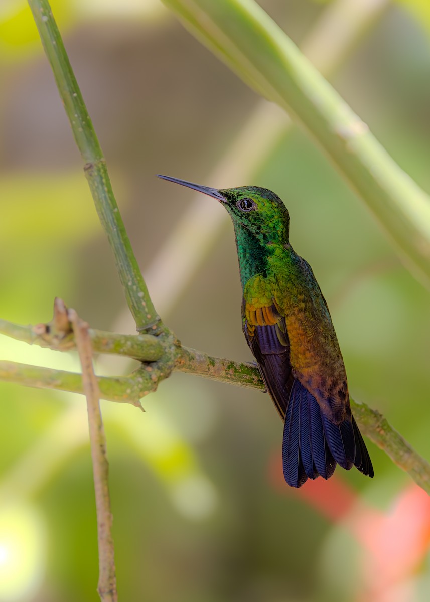 Copper-rumped Hummingbird - ML623266535