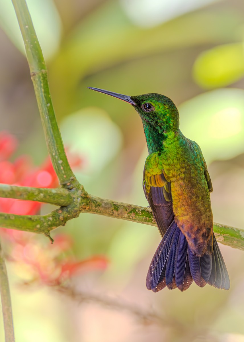 Copper-rumped Hummingbird - ML623266536