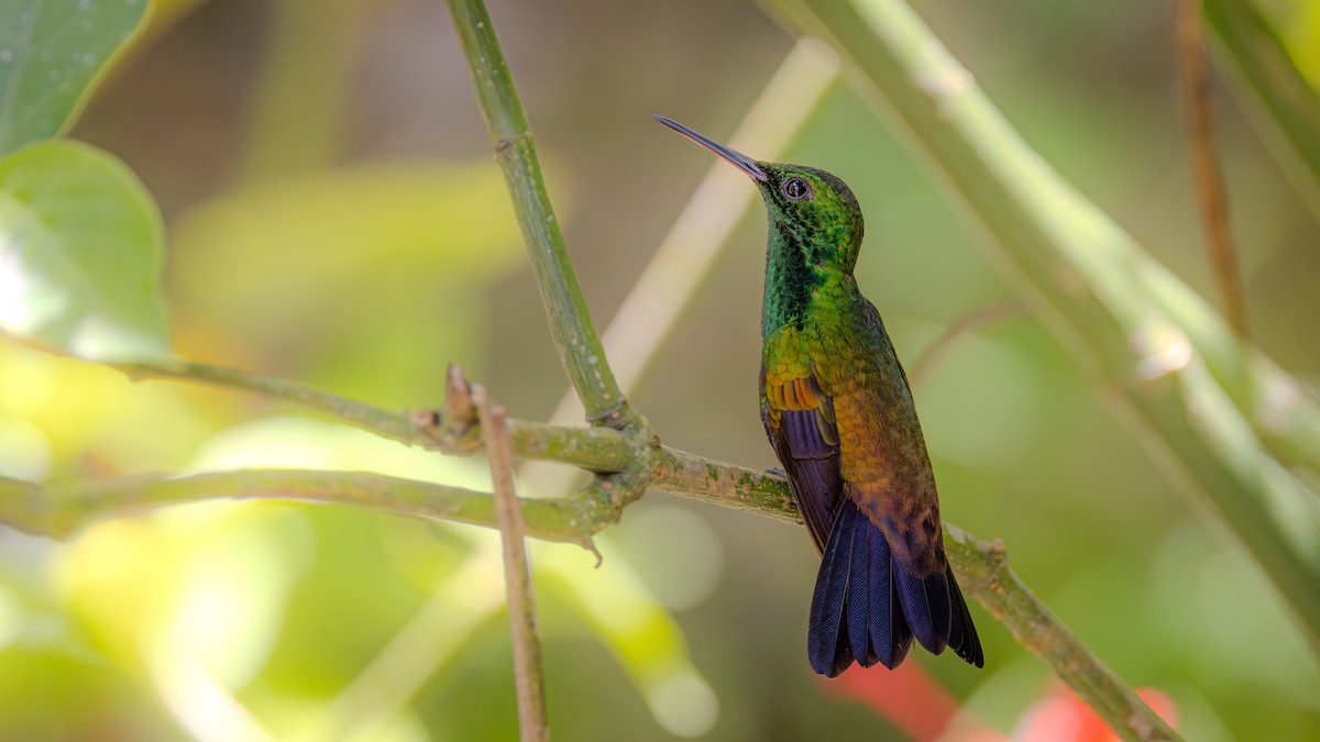 Copper-rumped Hummingbird - ML623266537