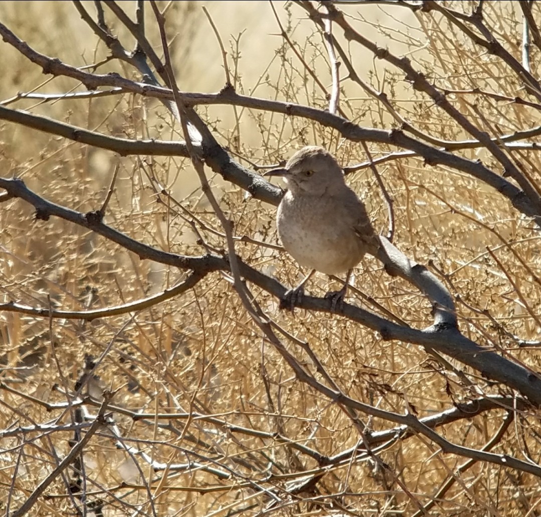 Bendire's Thrasher - ML623266561