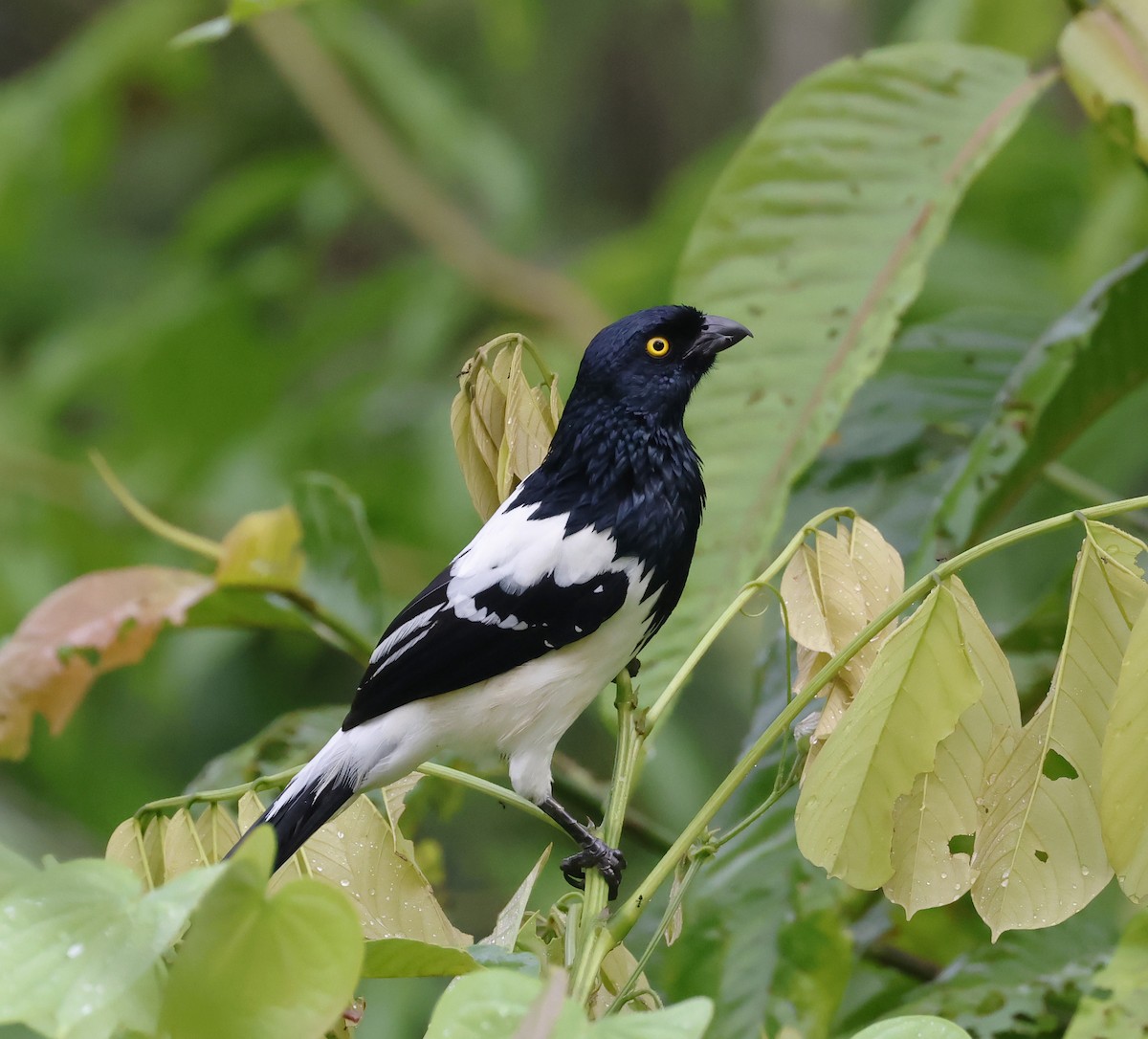 Magpie Tanager - ML623266594