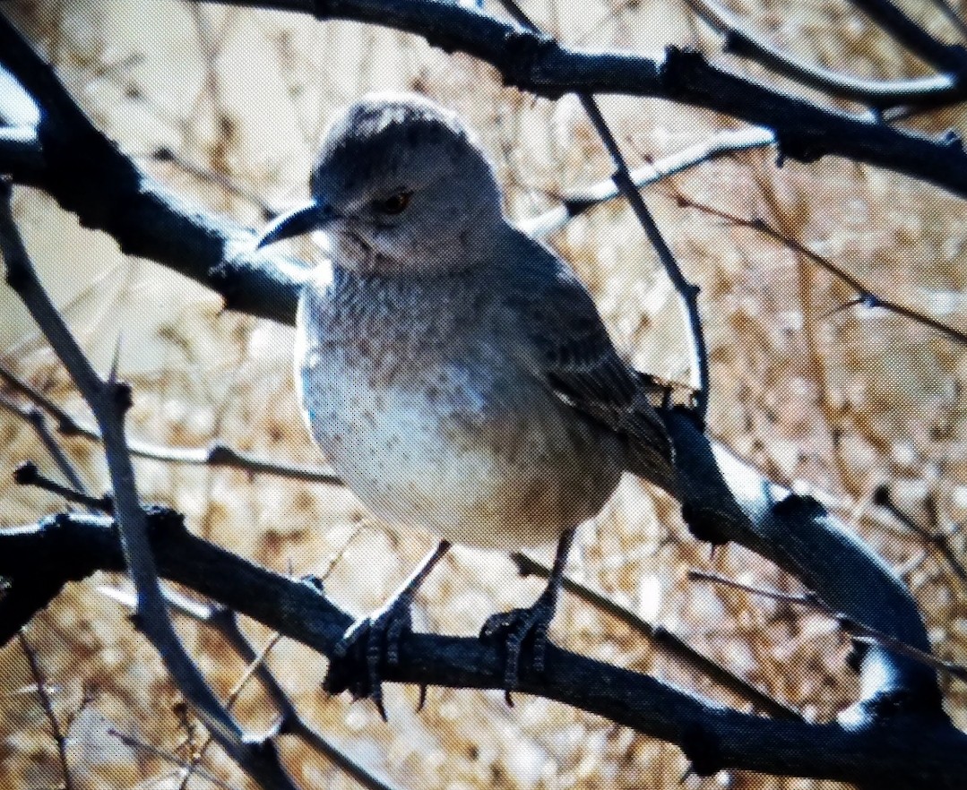 Bendire's Thrasher - ML623266605