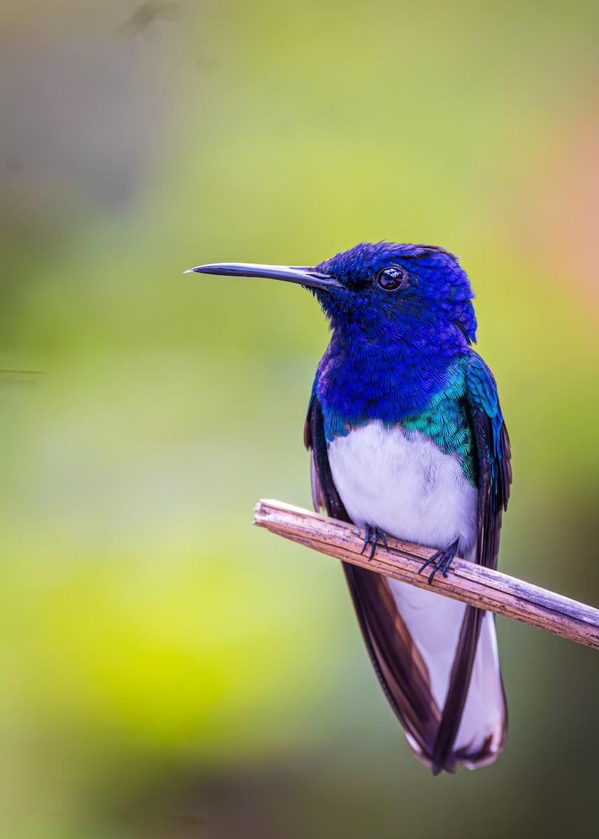 White-necked Jacobin - ML623266611