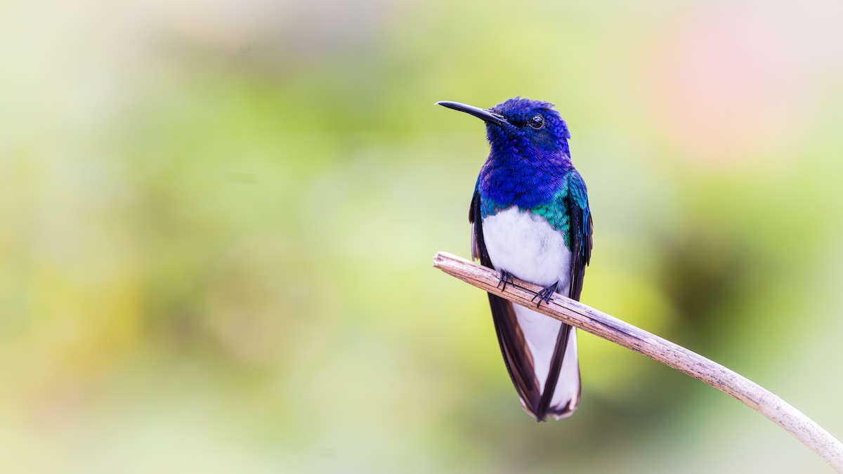 White-necked Jacobin - ML623266613