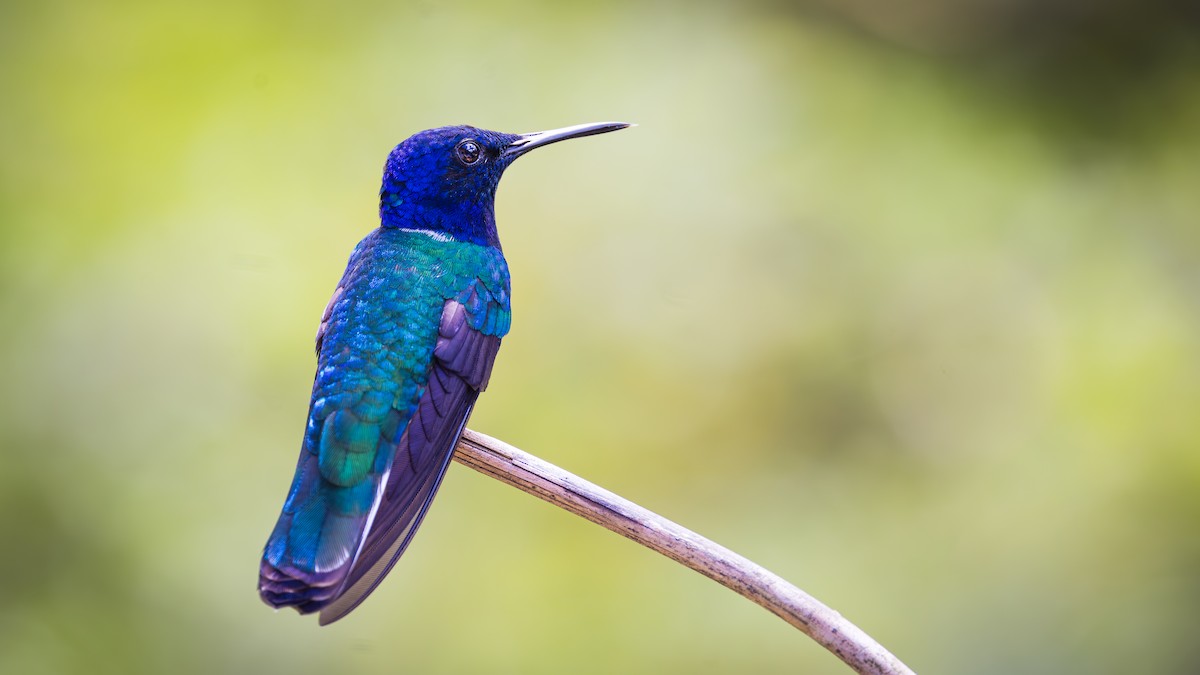 White-necked Jacobin - ML623266614