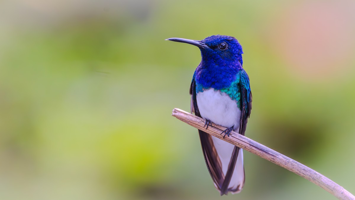 White-necked Jacobin - ML623266615